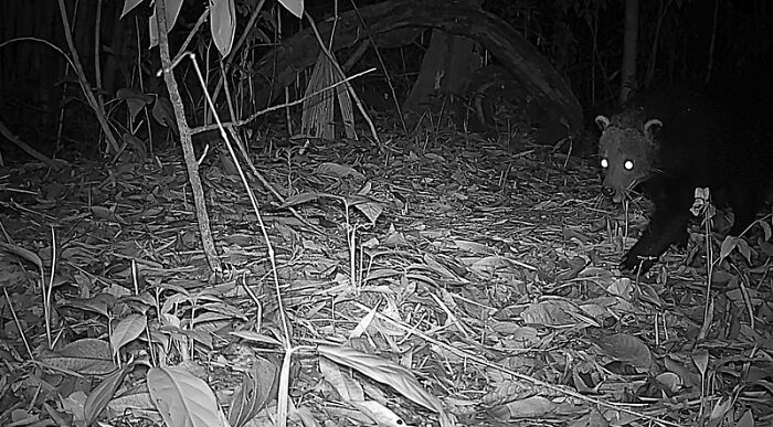 Camera Traps Capture Rare Wildlife In Remote Asian Forest, Here Are 69 Photos