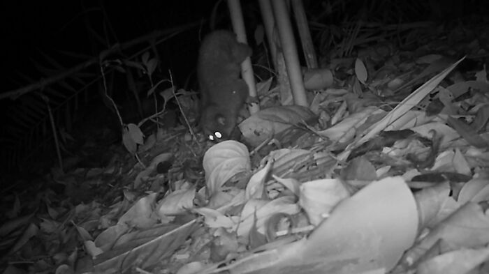 Camera Traps Capture Rare Wildlife In Remote Asian Forest, Here Are 69 Photos