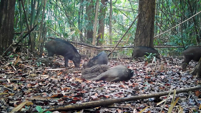 Camera Traps Capture Rare Wildlife In Remote Asian Forest, Here Are 69 Photos