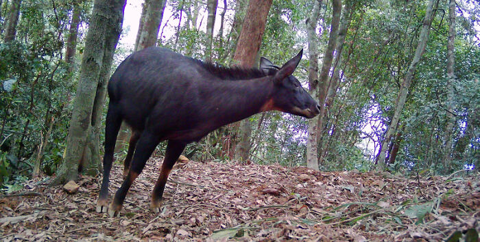 Camera Traps Capture Rare Wildlife In Remote Asian Forest, Here Are 69 Photos