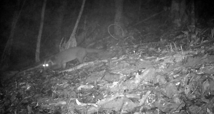 Camera Traps Capture Rare Wildlife In Remote Asian Forest, Here Are 69 Photos