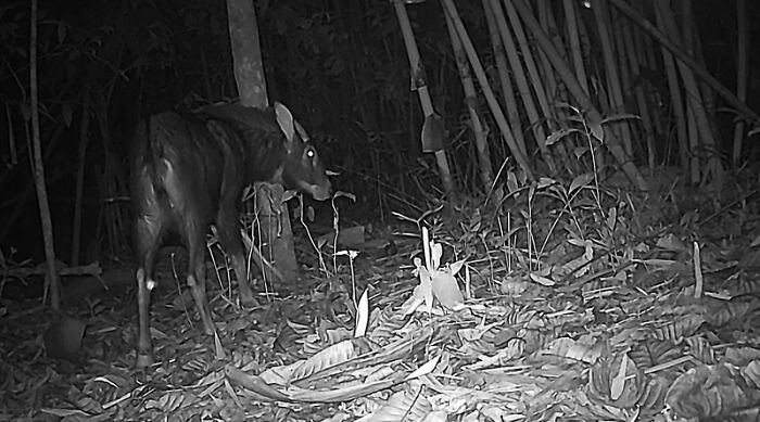Camera Traps Capture Rare Wildlife In Remote Asian Forest, Here Are 69 Photos