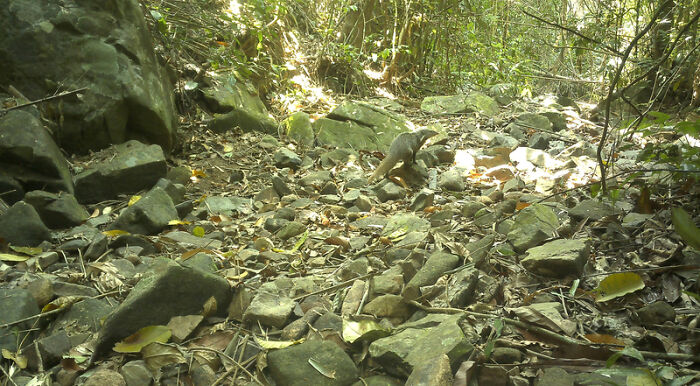Camera Traps Capture Rare Wildlife In Remote Asian Forest, Here Are 69 Photos