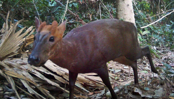 Camera Traps Capture Rare Wildlife In Remote Asian Forest, Here Are 69 Photos