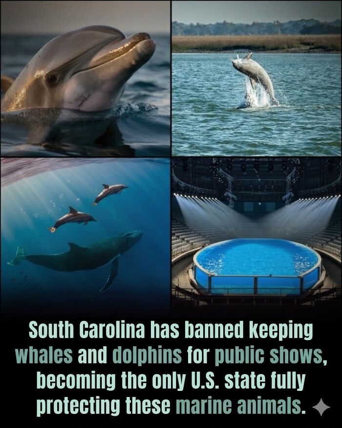 24 Fascinating Animal Facts From ‘Around The World’