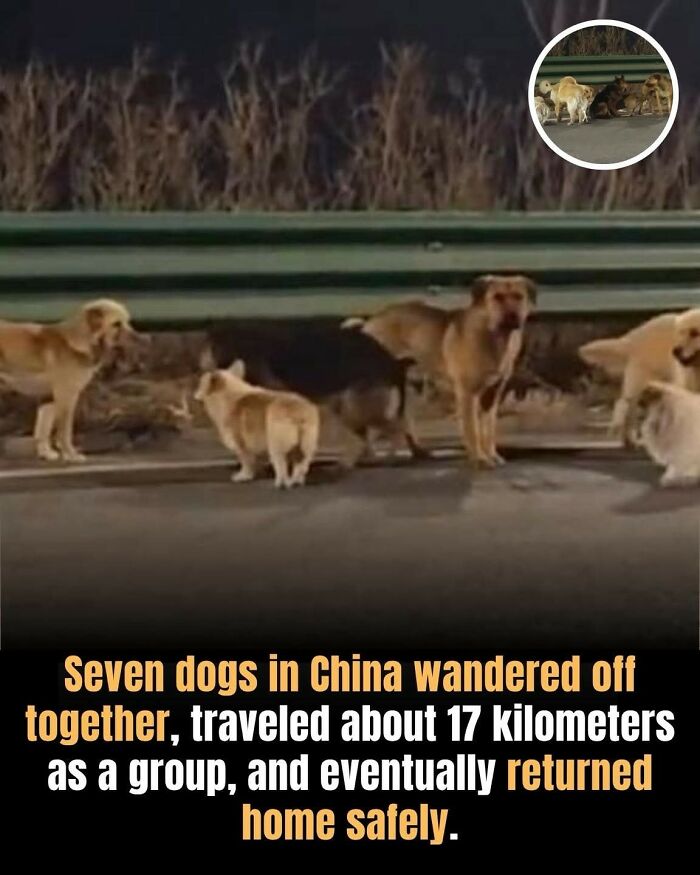 24 Fascinating Animal Facts From ‘Around The World’
