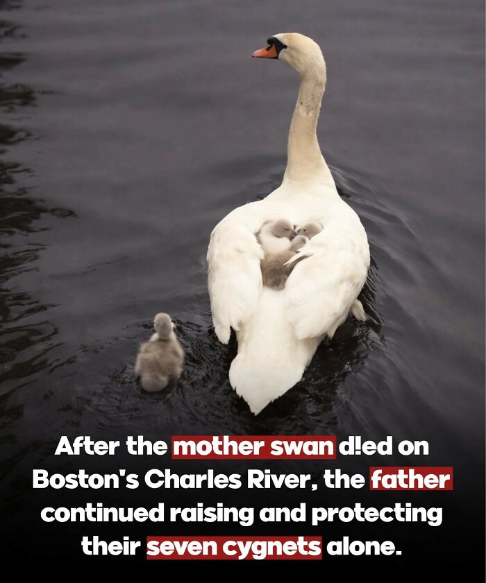 24 Fascinating Animal Facts From ‘Around The World’