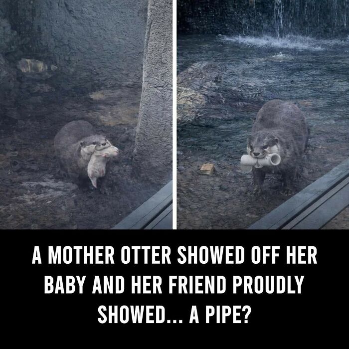 24 Fascinating Animal Facts From ‘Around The World’