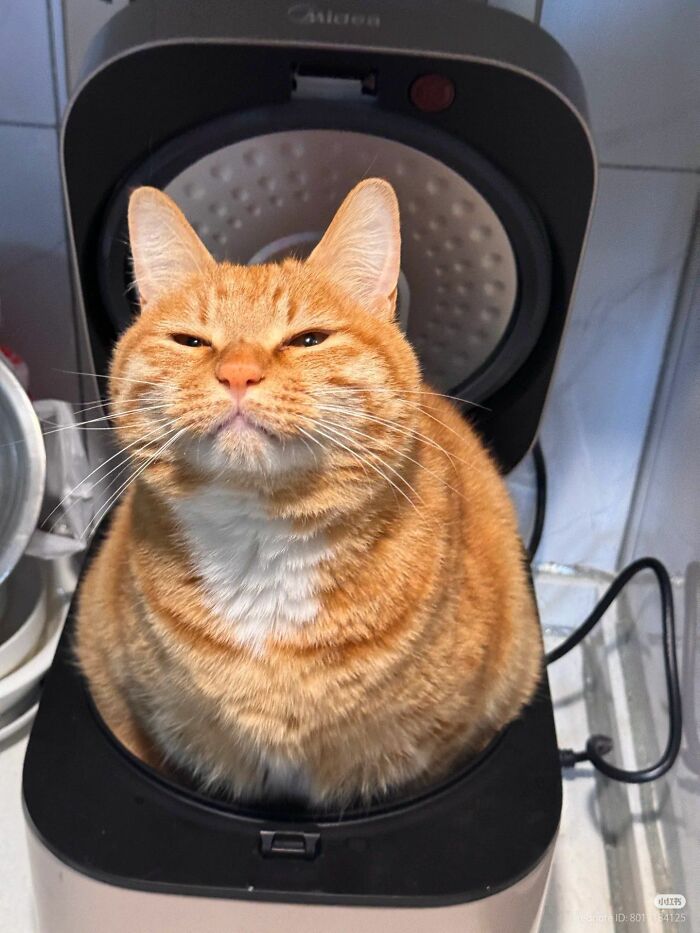 45 Hilarious And Adorable Cat Photos That Perfectly Capture Everyday Chaos, Shared By This Community (New Pics)