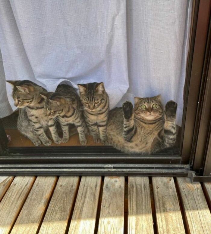 45 Hilarious And Adorable Cat Photos That Perfectly Capture Everyday Chaos, Shared By This Community (New Pics)
