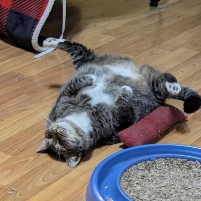 45 Hilarious And Adorable Cat Photos That Perfectly Capture Everyday Chaos, Shared By This Community (New Pics)