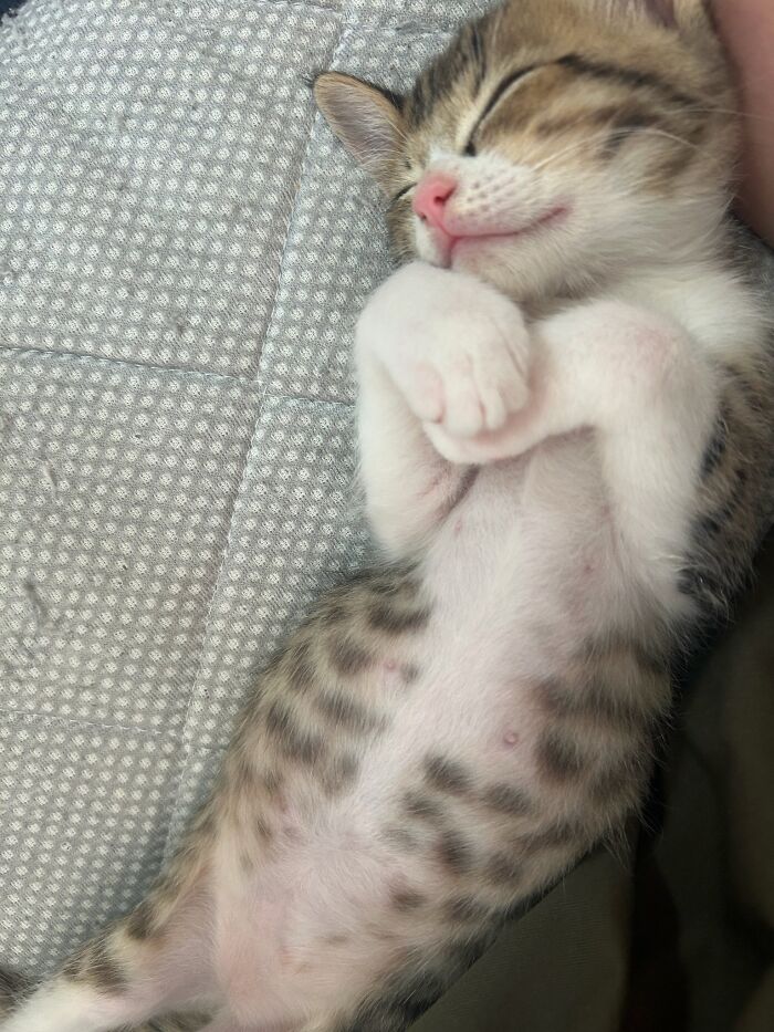 45 Hilarious And Adorable Cat Photos That Perfectly Capture Everyday Chaos, Shared By This Community (New Pics)
