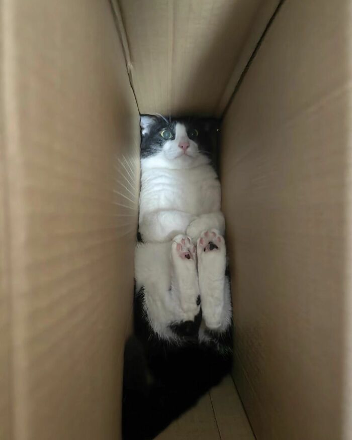 45 Hilarious And Adorable Cat Photos That Perfectly Capture Everyday Chaos, Shared By This Community (New Pics)