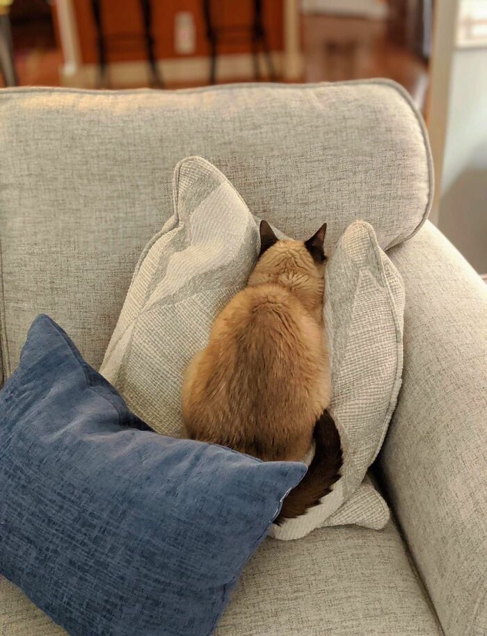 45 Hilarious And Adorable Cat Photos That Perfectly Capture Everyday Chaos, Shared By This Community (New Pics)