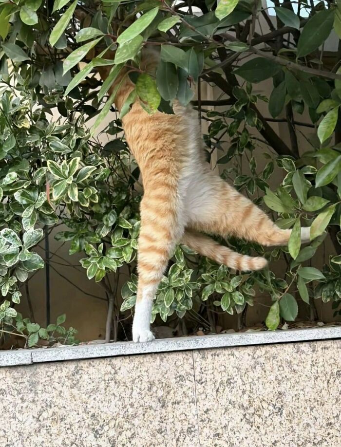 45 Hilarious And Adorable Cat Photos That Perfectly Capture Everyday Chaos, Shared By This Community (New Pics)