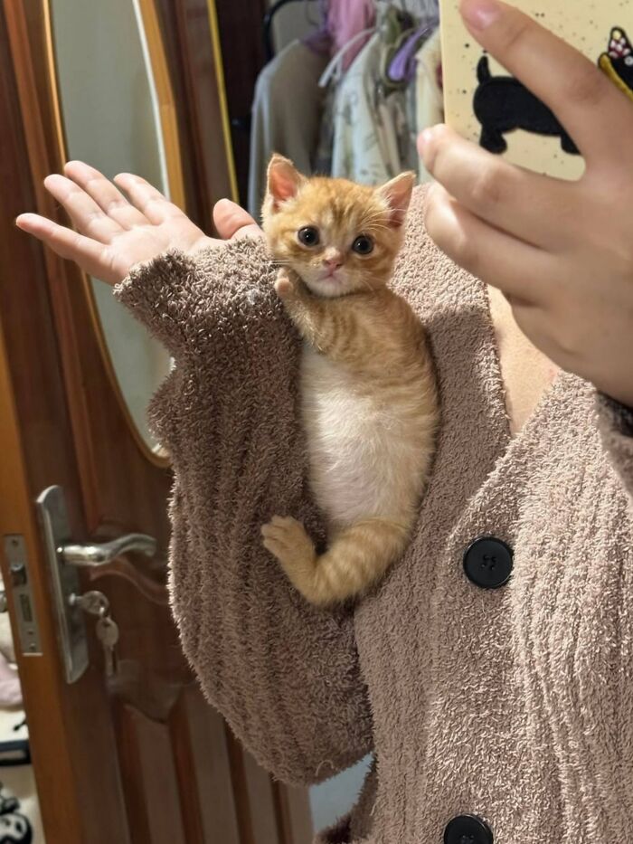45 Hilarious And Adorable Cat Photos That Perfectly Capture Everyday Chaos, Shared By This Community (New Pics)