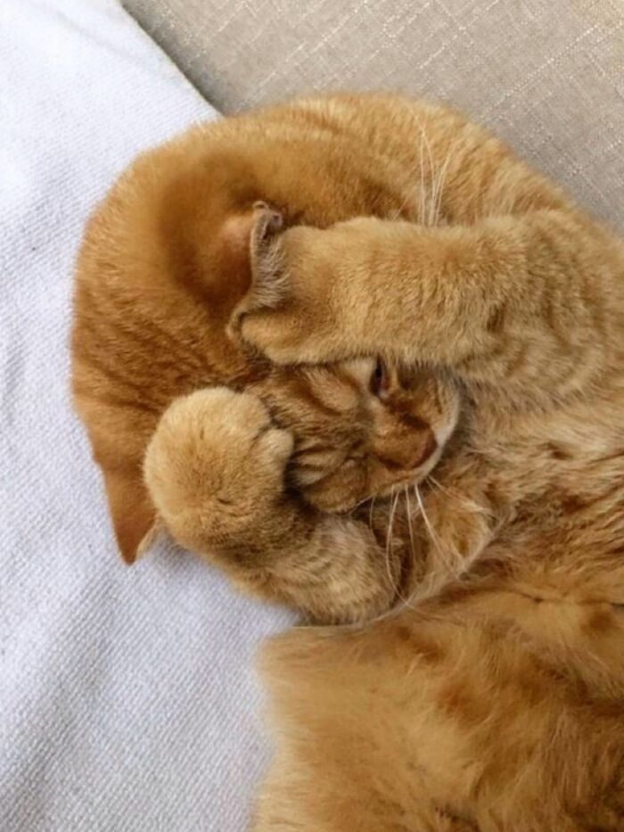 45 Hilarious And Adorable Cat Photos That Perfectly Capture Everyday Chaos, Shared By This Community (New Pics)