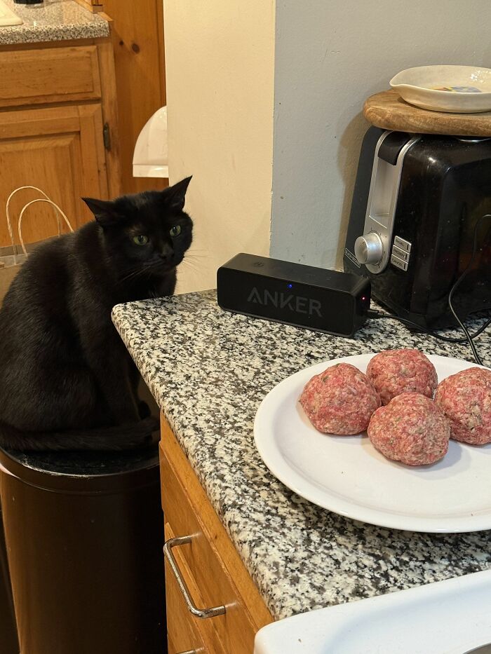 45 Hilarious And Adorable Cat Photos That Perfectly Capture Everyday Chaos, Shared By This Community (New Pics)