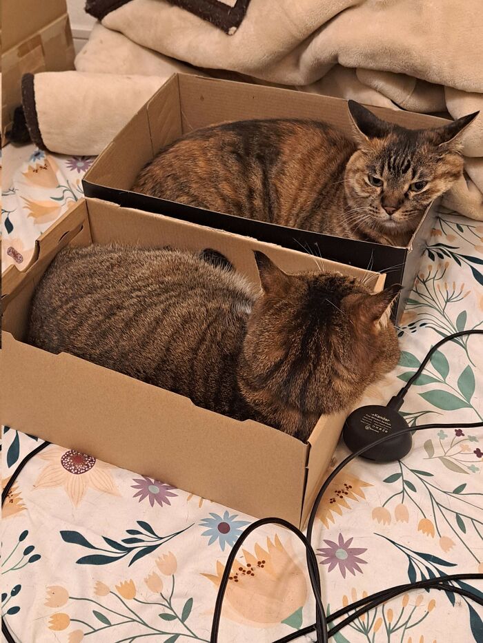 45 Hilarious And Adorable Cat Photos That Perfectly Capture Everyday Chaos, Shared By This Community (New Pics)