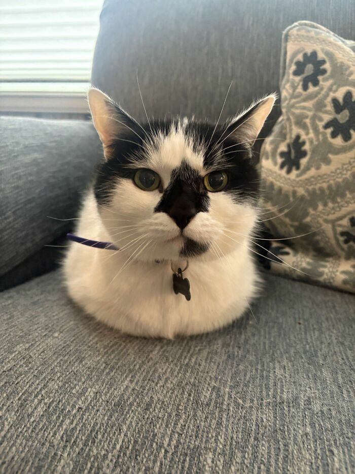45 Hilarious And Adorable Cat Photos That Perfectly Capture Everyday Chaos, Shared By This Community (New Pics)