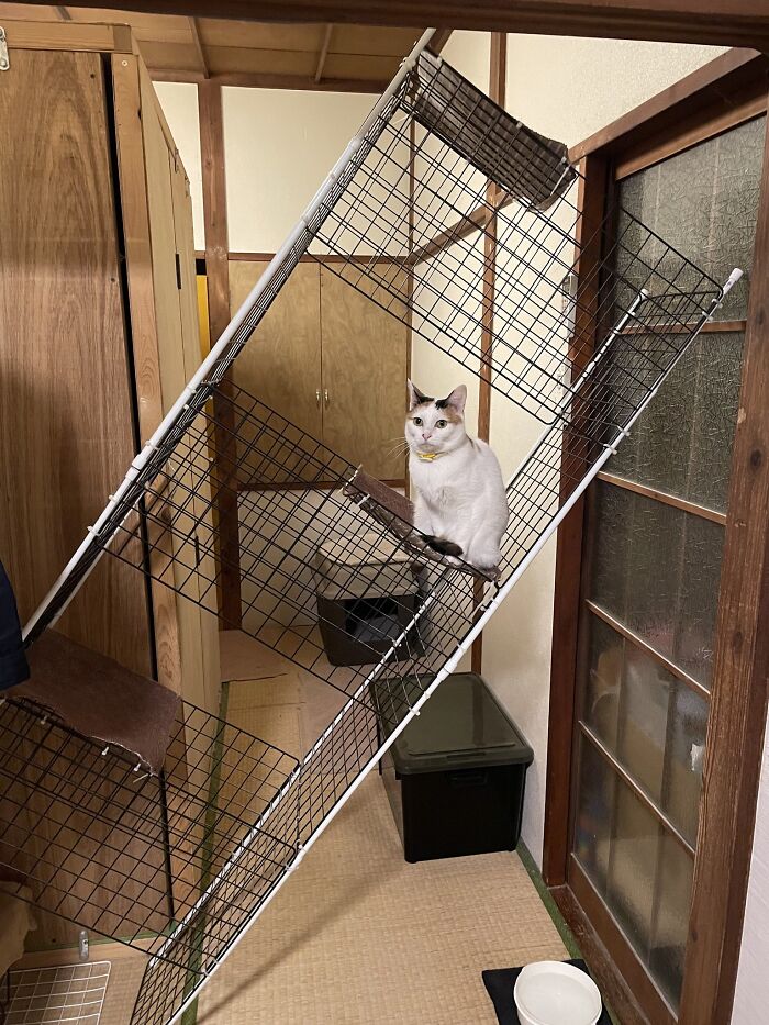 45 Hilarious And Adorable Cat Photos That Perfectly Capture Everyday Chaos, Shared By This Community (New Pics)