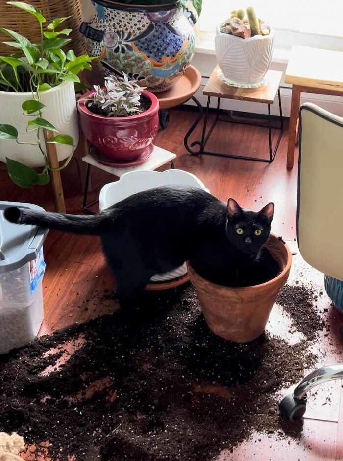 45 Hilarious And Adorable Cat Photos That Perfectly Capture Everyday Chaos, Shared By This Community (New Pics)