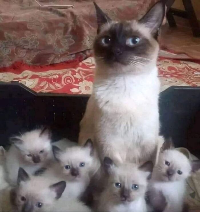 45 Hilarious And Adorable Cat Photos That Perfectly Capture Everyday Chaos, Shared By This Community (New Pics)