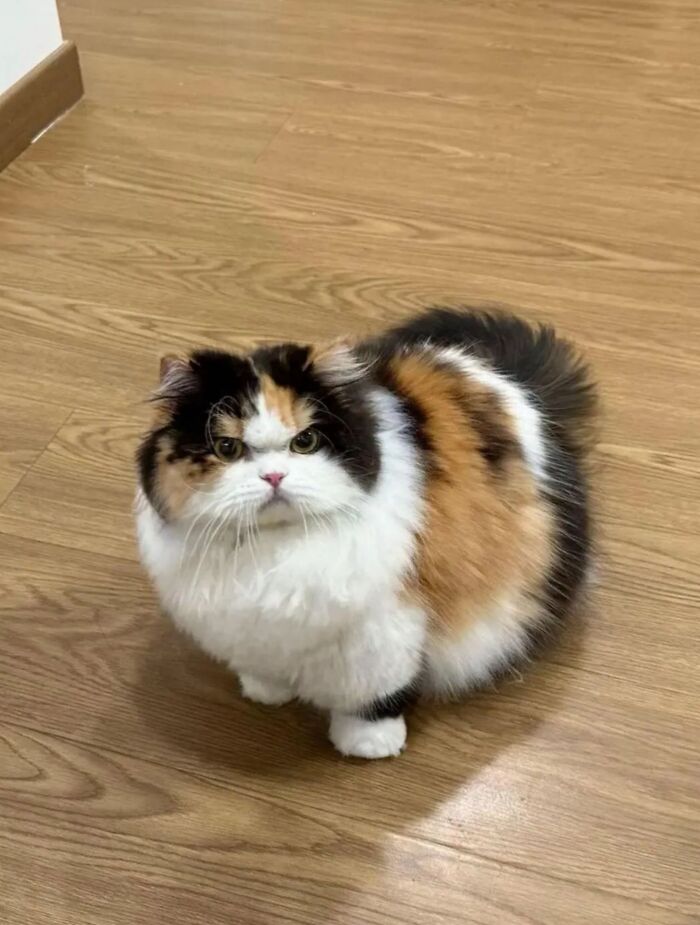45 Hilarious And Adorable Cat Photos That Perfectly Capture Everyday Chaos, Shared By This Community (New Pics)