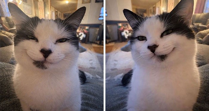 45 Hilarious And Adorable Cat Photos That Perfectly Capture Everyday Chaos, Shared By This Community (New Pics)