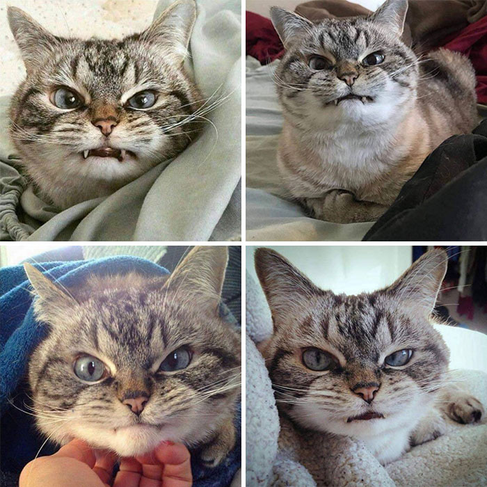 45 Hilarious And Adorable Cat Photos That Perfectly Capture Everyday Chaos, Shared By This Community (New Pics)