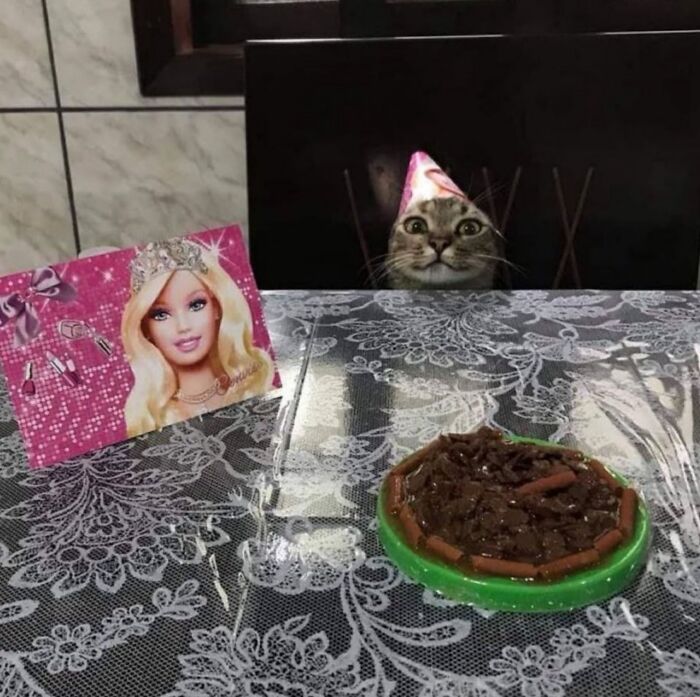 45 Hilarious And Adorable Cat Photos That Perfectly Capture Everyday Chaos, Shared By This Community (New Pics)