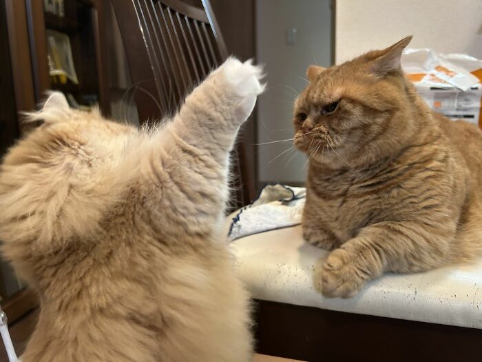 45 Hilarious And Adorable Cat Photos That Perfectly Capture Everyday Chaos, Shared By This Community (New Pics)