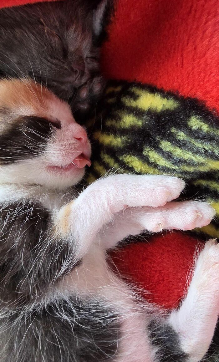 45 Hilarious And Adorable Cat Photos That Perfectly Capture Everyday Chaos, Shared By This Community (New Pics)