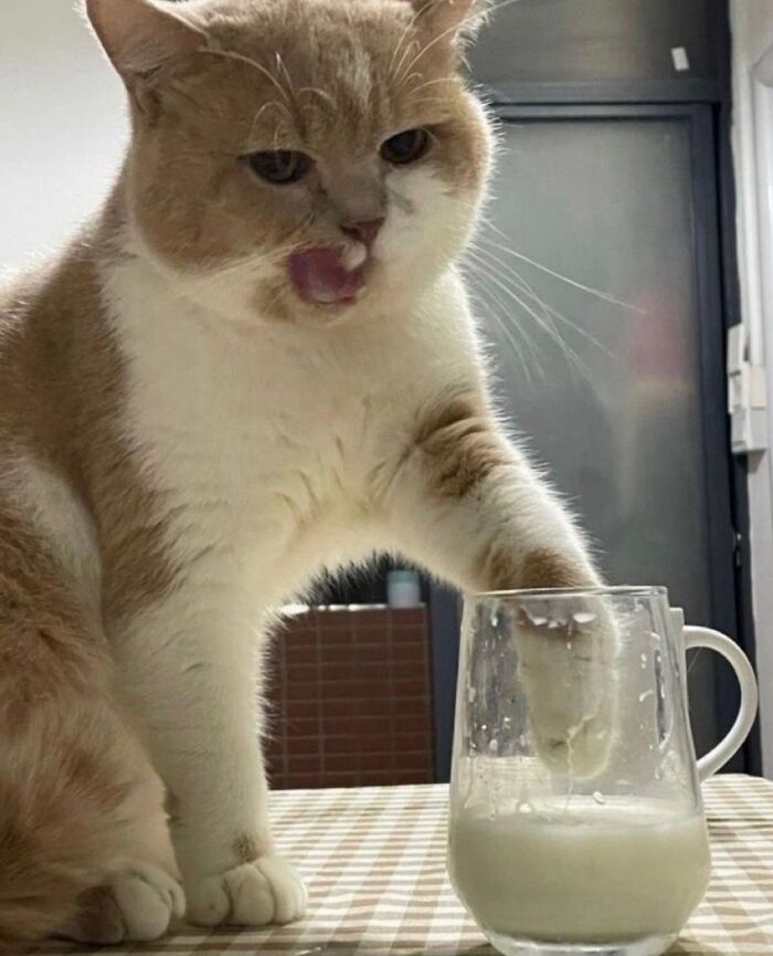 45 Hilarious And Adorable Cat Photos That Perfectly Capture Everyday Chaos, Shared By This Community (New Pics)