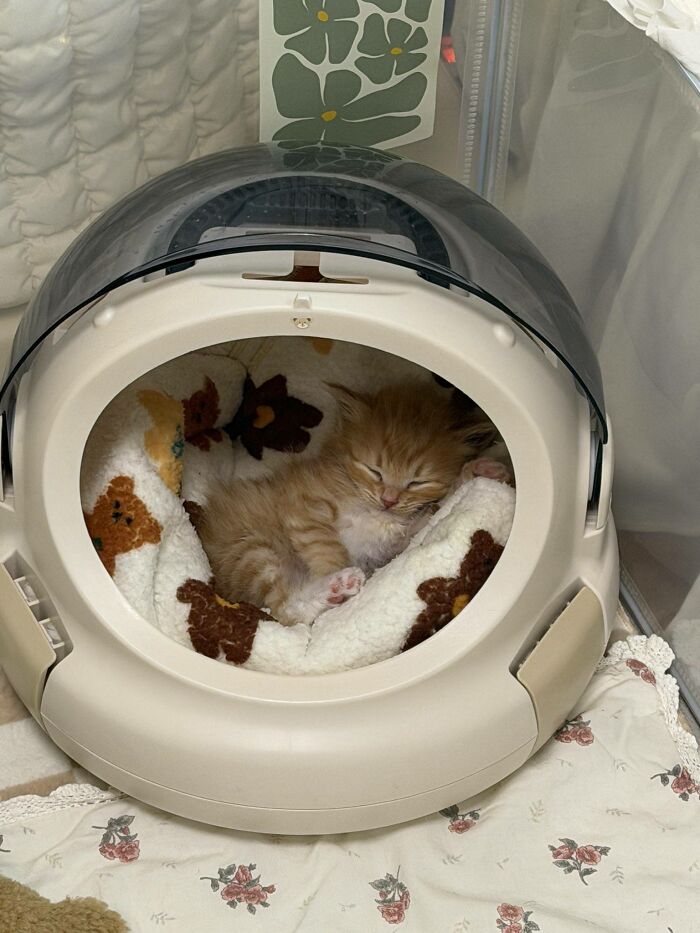 45 Hilarious And Adorable Cat Photos That Perfectly Capture Everyday Chaos, Shared By This Community (New Pics)