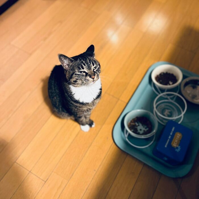 45 Hilarious And Adorable Cat Photos That Perfectly Capture Everyday Chaos, Shared By This Community (New Pics)