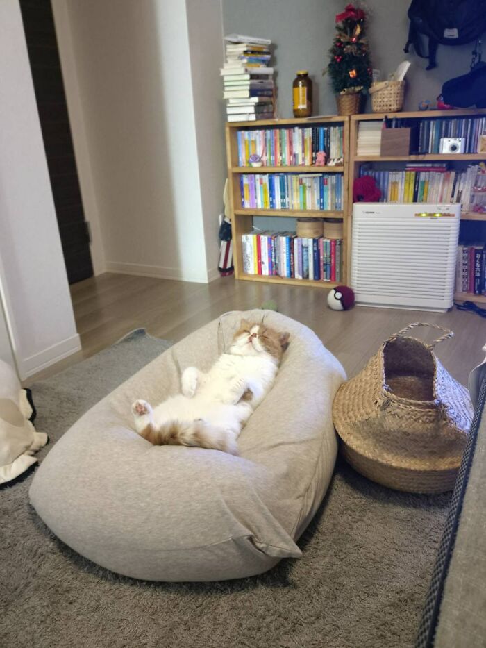 45 Hilarious And Adorable Cat Photos That Perfectly Capture Everyday Chaos, Shared By This Community (New Pics)
