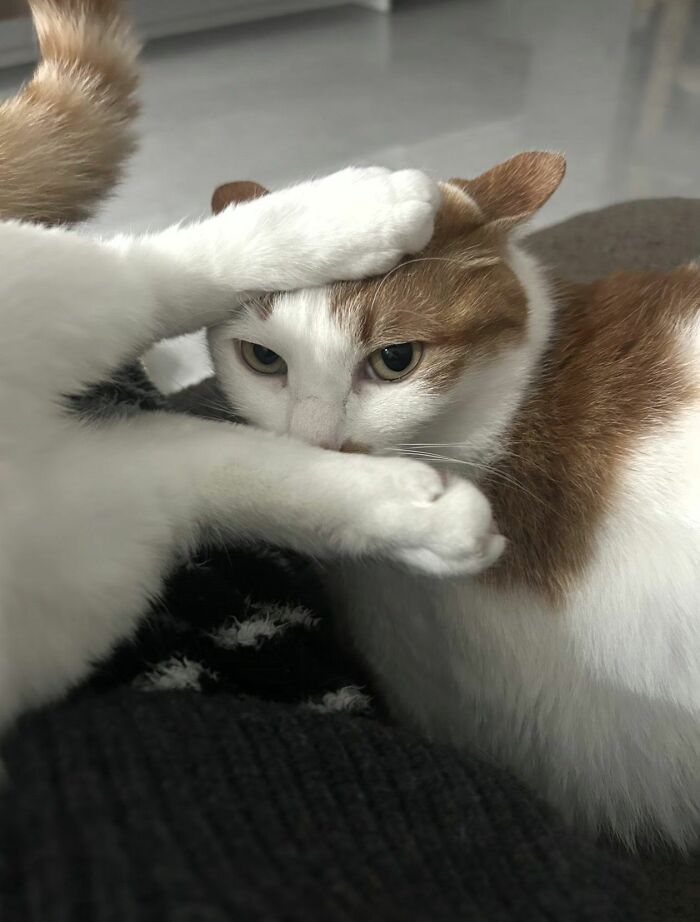 45 Hilarious And Adorable Cat Photos That Perfectly Capture Everyday Chaos, Shared By This Community (New Pics)