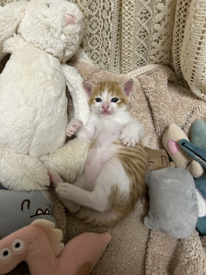 45 Hilarious And Adorable Cat Photos That Perfectly Capture Everyday Chaos, Shared By This Community (New Pics)