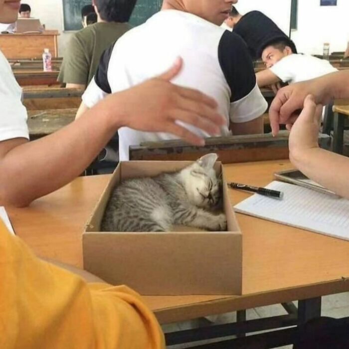 45 Hilarious And Adorable Cat Photos That Perfectly Capture Everyday Chaos, Shared By This Community (New Pics)