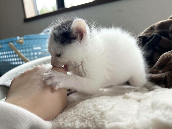 45 Hilarious And Adorable Cat Photos That Perfectly Capture Everyday Chaos, Shared By This Community (New Pics)