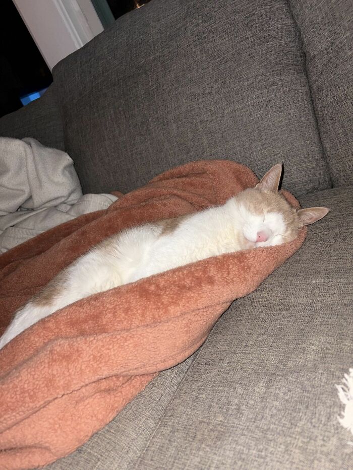 45 Hilarious And Adorable Cat Photos That Perfectly Capture Everyday Chaos, Shared By This Community (New Pics)