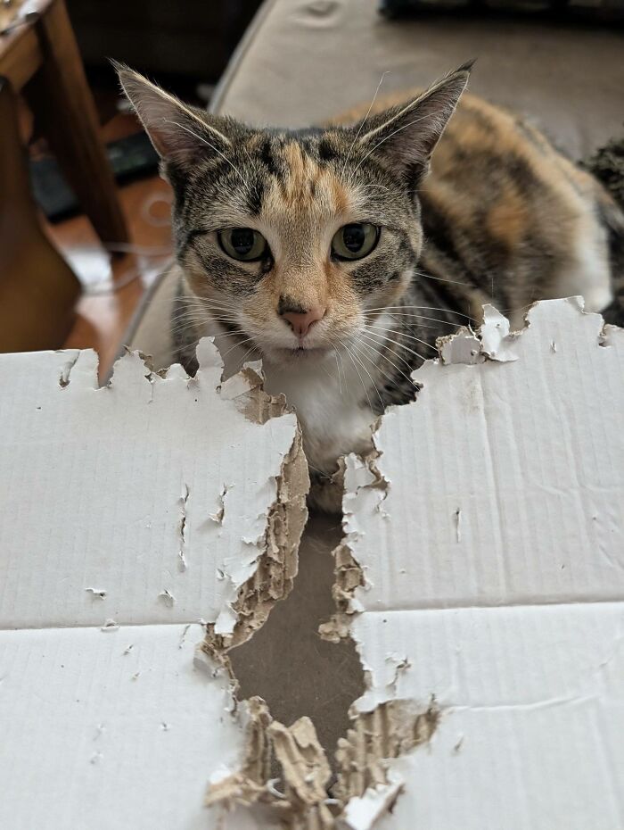 45 Hilarious And Adorable Cat Photos That Perfectly Capture Everyday Chaos, Shared By This Community (New Pics)