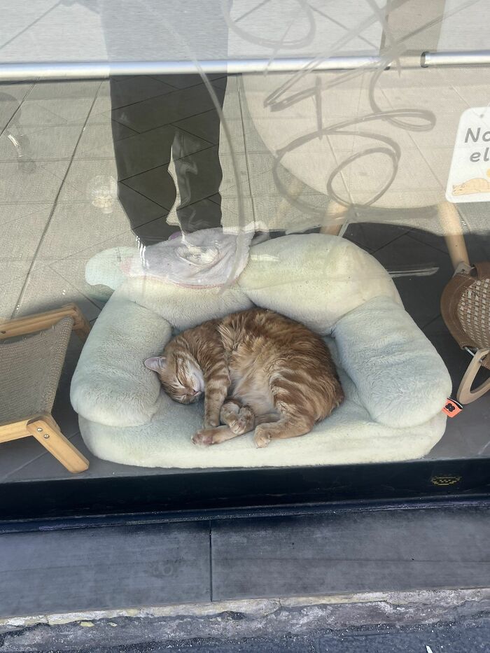 45 Hilarious And Adorable Cat Photos That Perfectly Capture Everyday Chaos, Shared By This Community (New Pics)