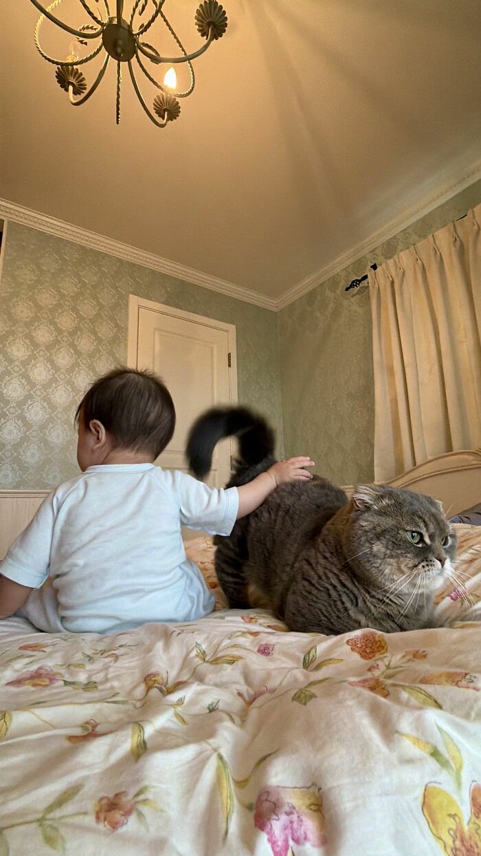 45 Hilarious And Adorable Cat Photos That Perfectly Capture Everyday Chaos, Shared By This Community (New Pics)