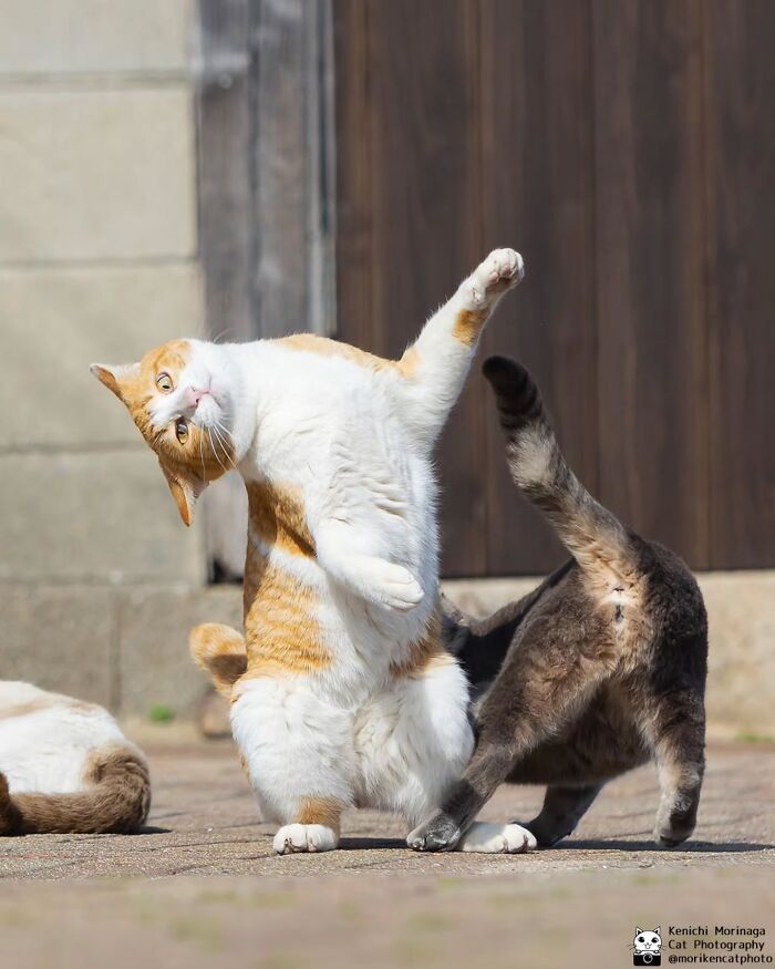 This Photographer Captured Exactly Why Cats Are So Endlessly Entertaining (49 New Pics)