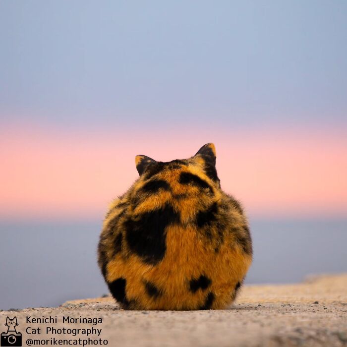 This Photographer Captured Exactly Why Cats Are So Endlessly Entertaining (49 New Pics)