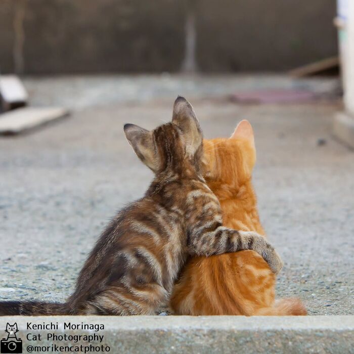 This Photographer Captured Exactly Why Cats Are So Endlessly Entertaining (49 New Pics)