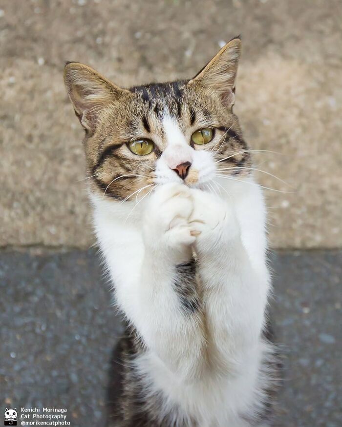 This Photographer Captured Exactly Why Cats Are So Endlessly Entertaining (49 New Pics)