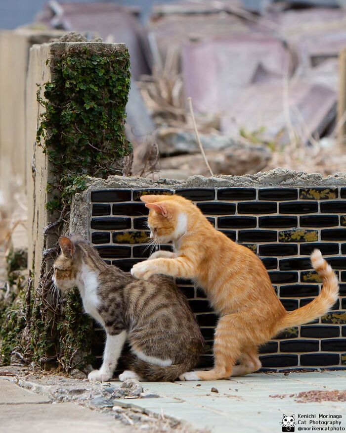 This Photographer Captured Exactly Why Cats Are So Endlessly Entertaining (49 New Pics)